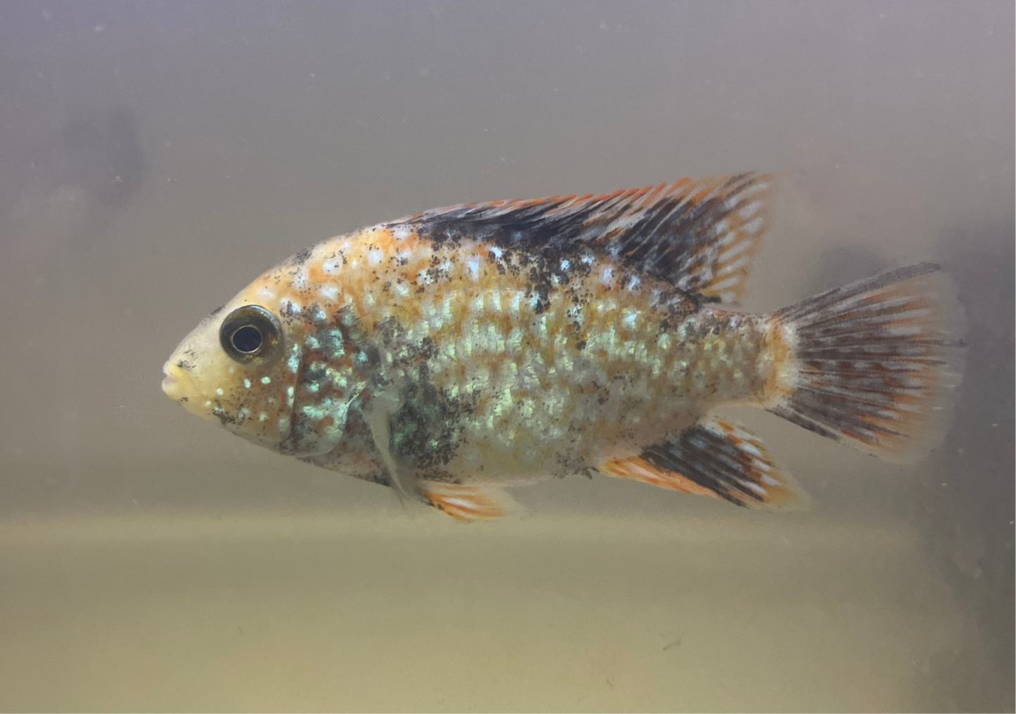 3-4” Super Red Texas