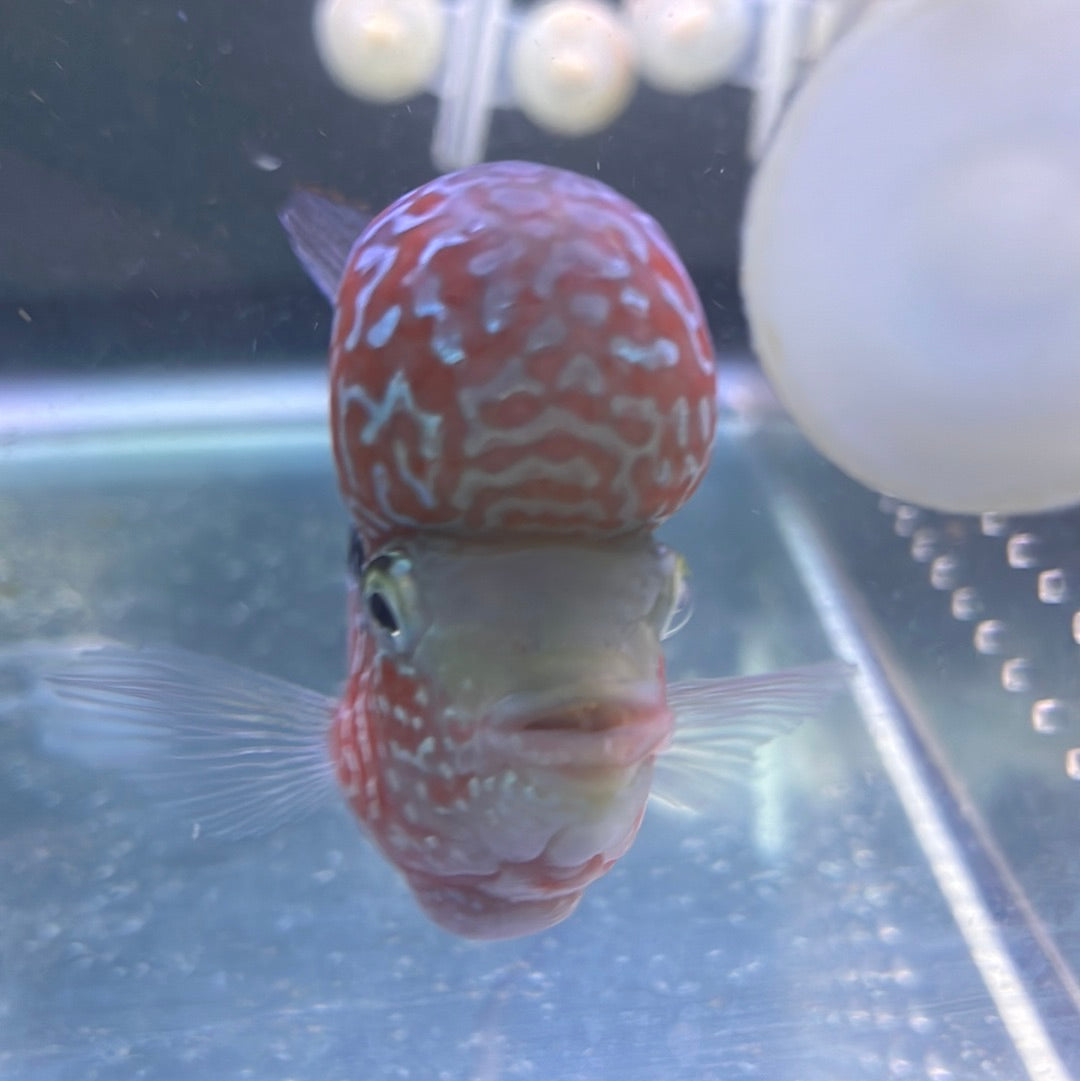 Super Red Dragon Flowerhorn