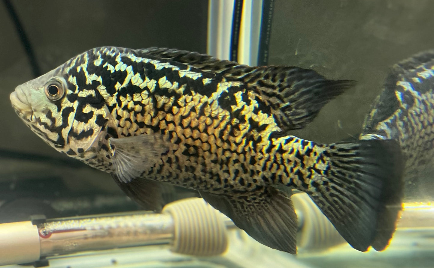 Cuban Cichlid