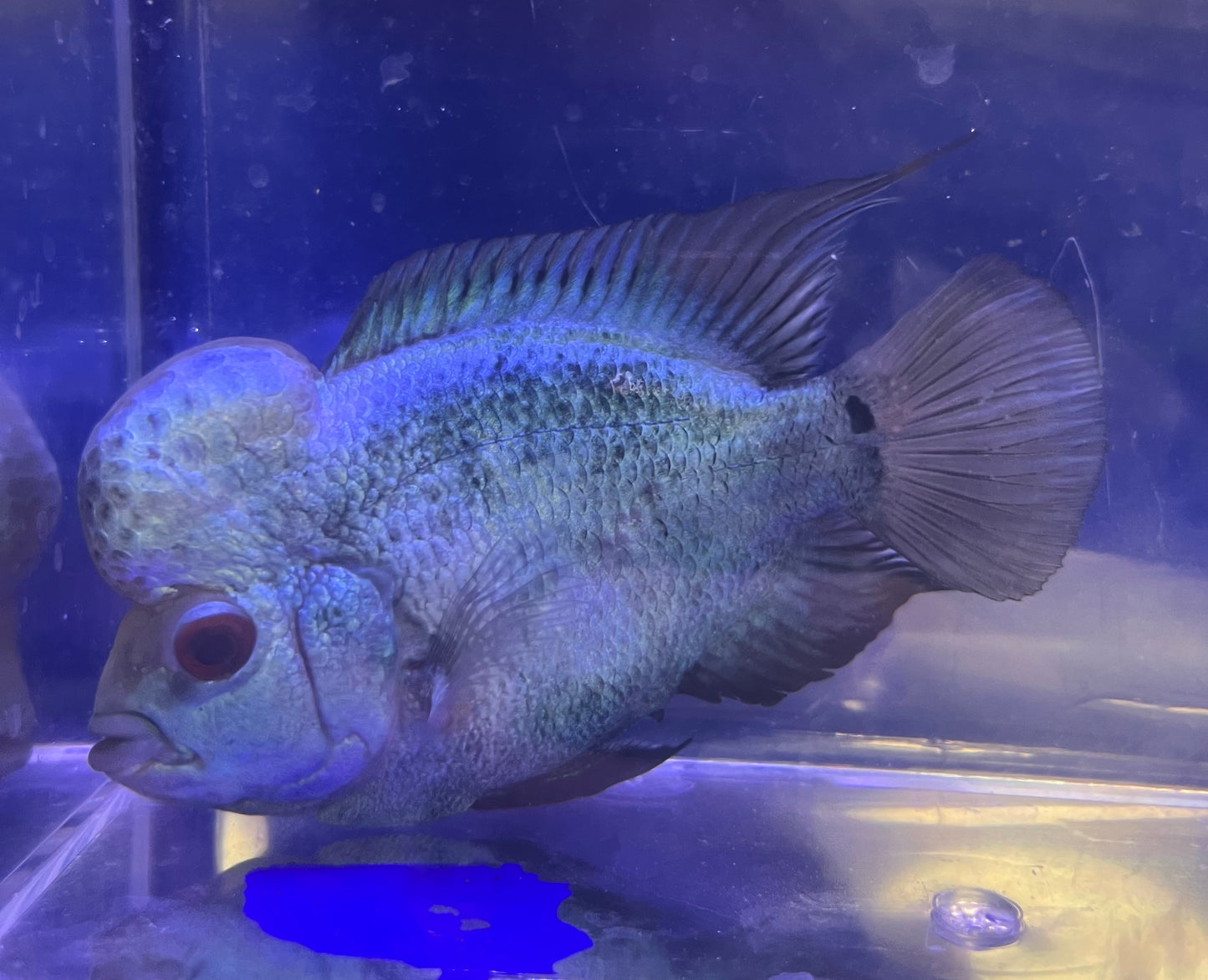 Thai Silk Flowerhorn