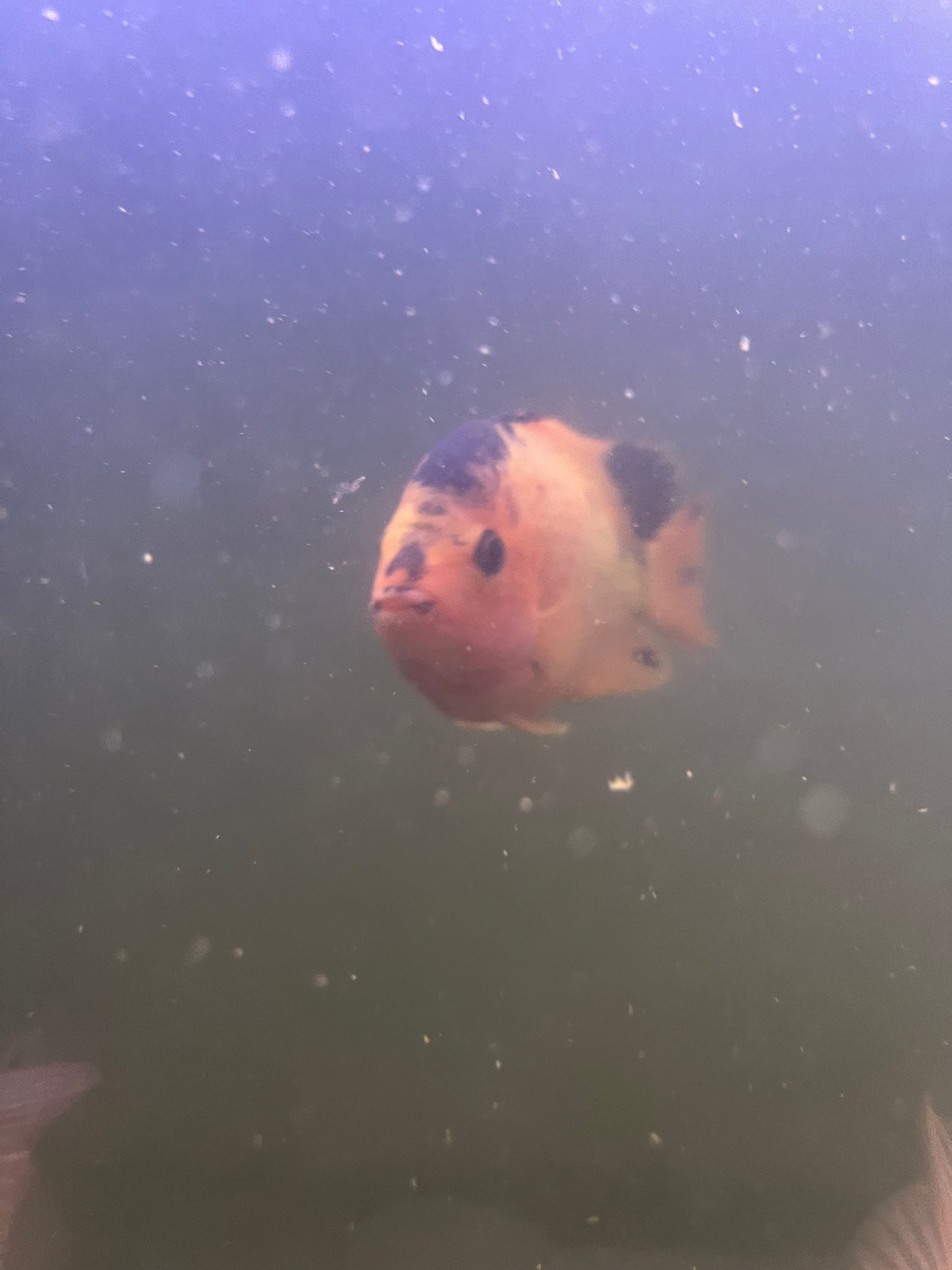 Super Red Monkey (SRM) Flowerhorn