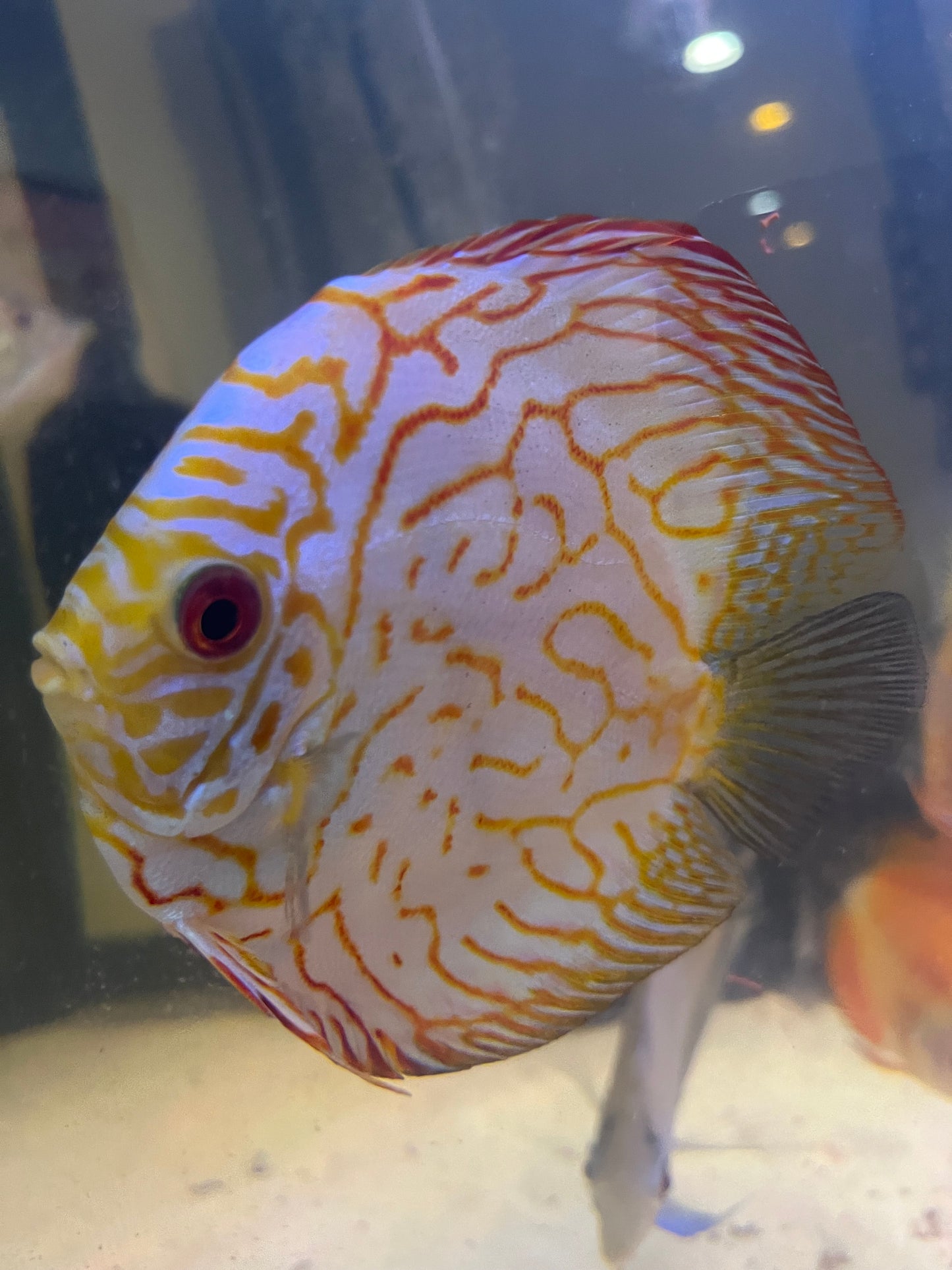 Discus Variety