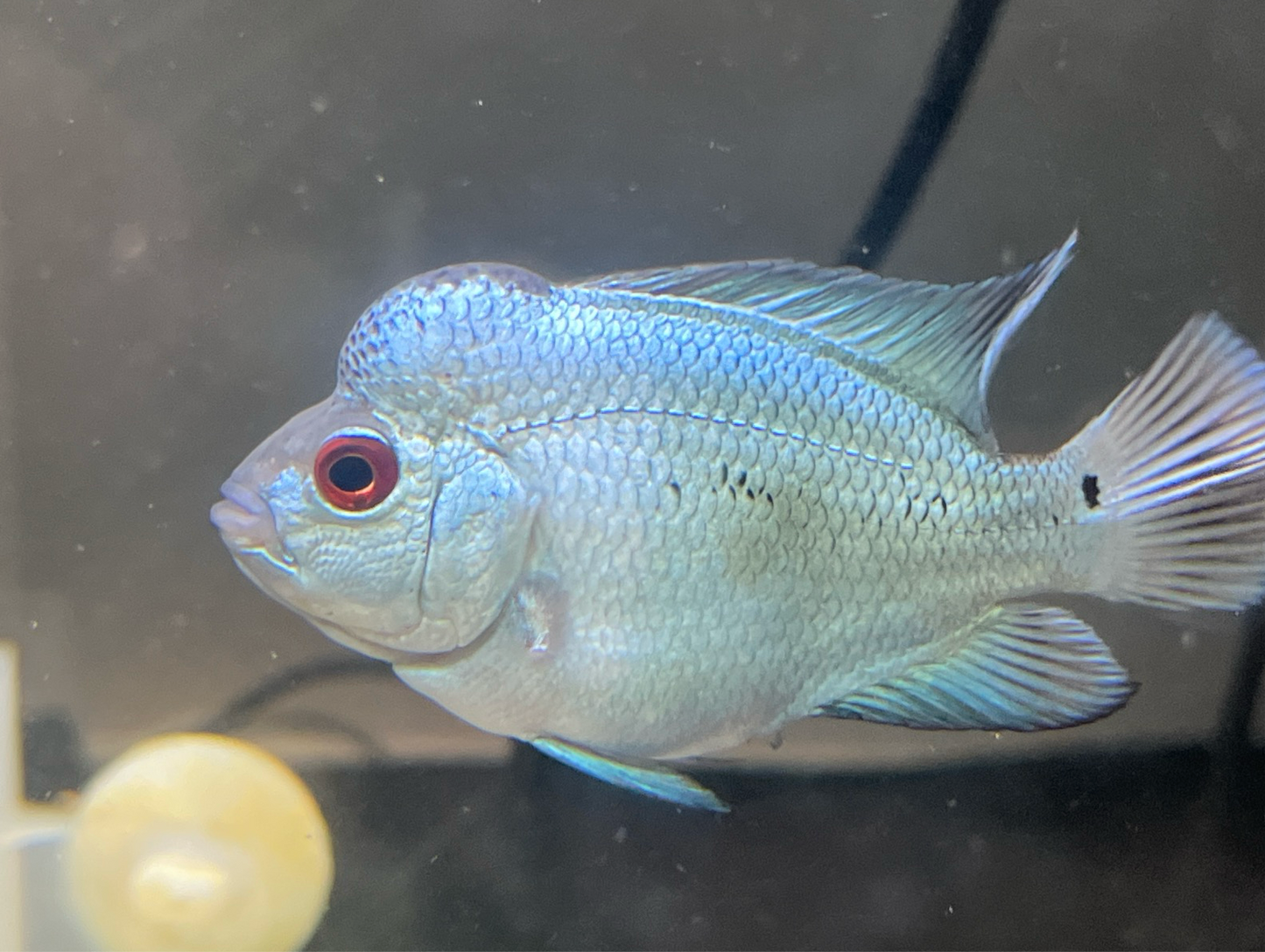 Thai Silk Flowerhorn