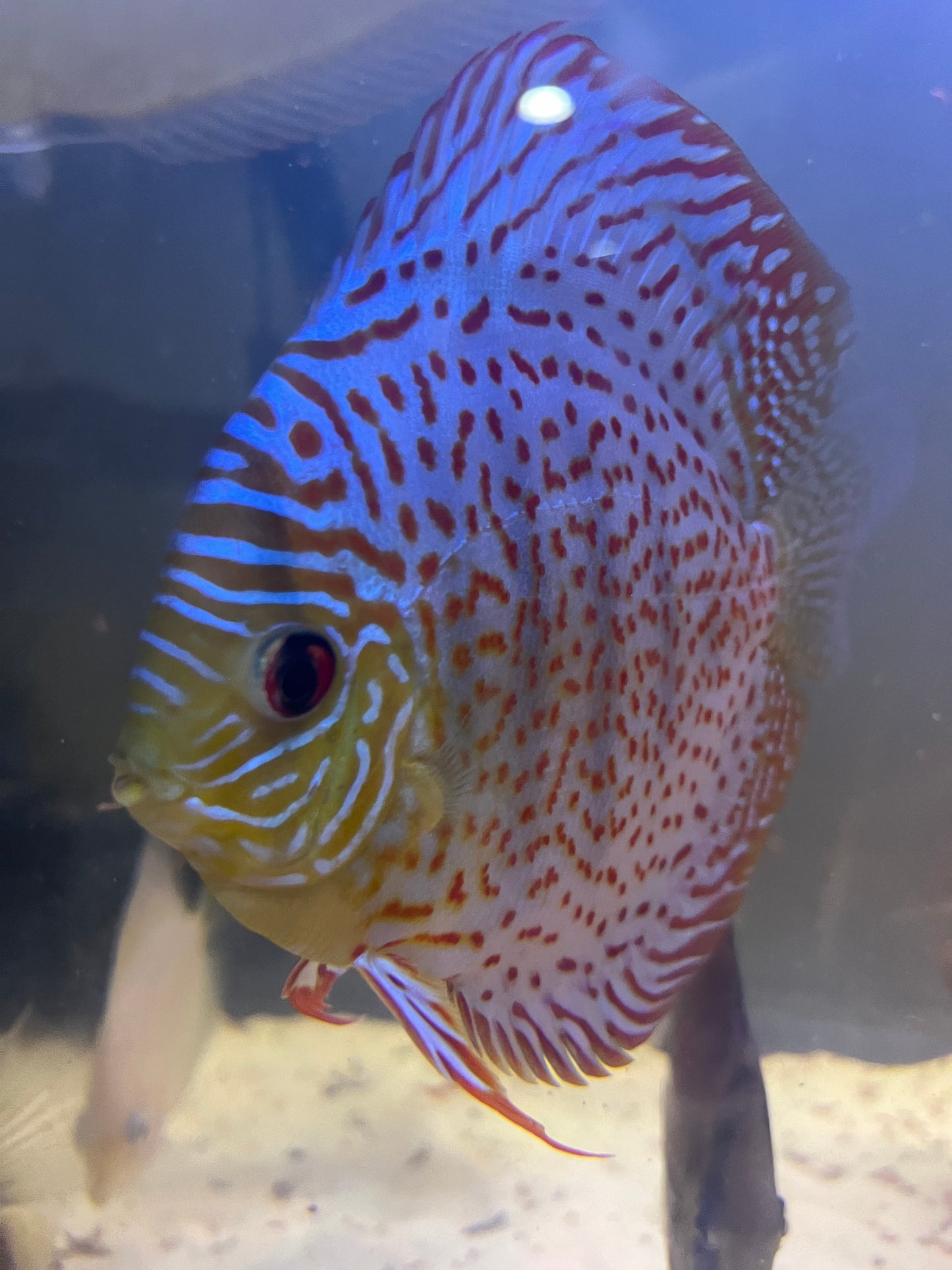 Discus Variety