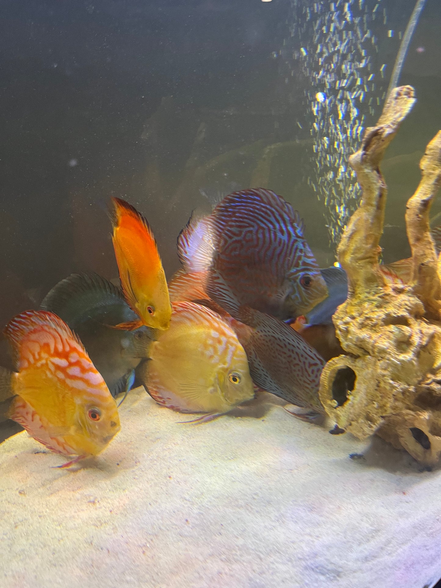 Discus Variety