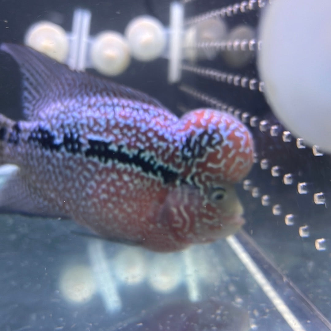 Super Red Dragon Flowerhorn