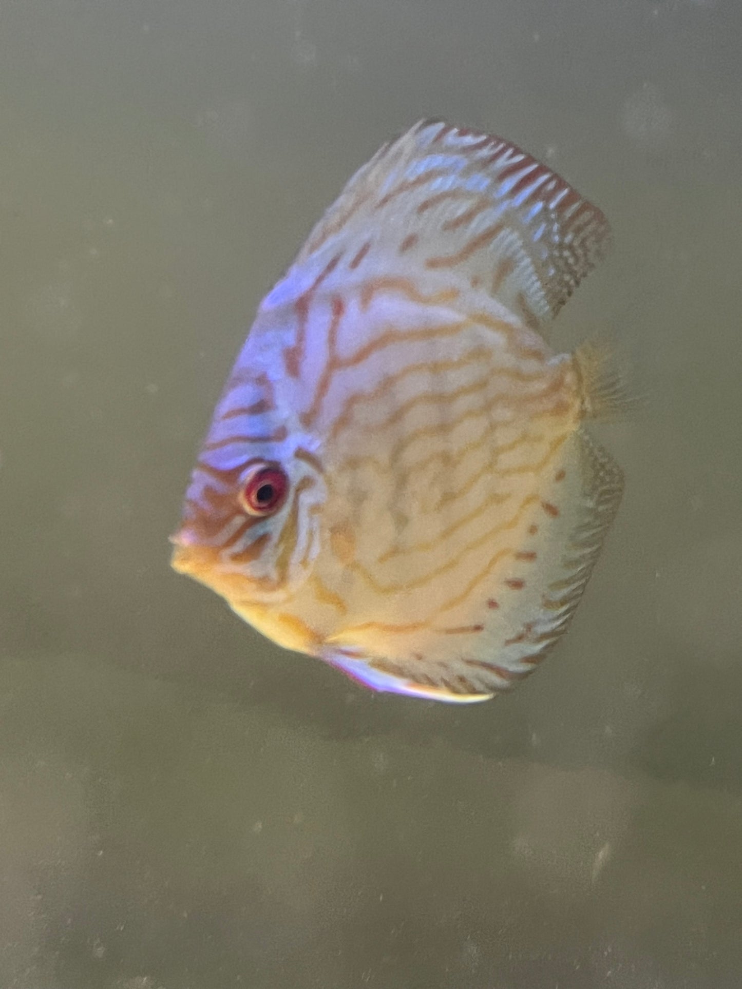 Discus Variety