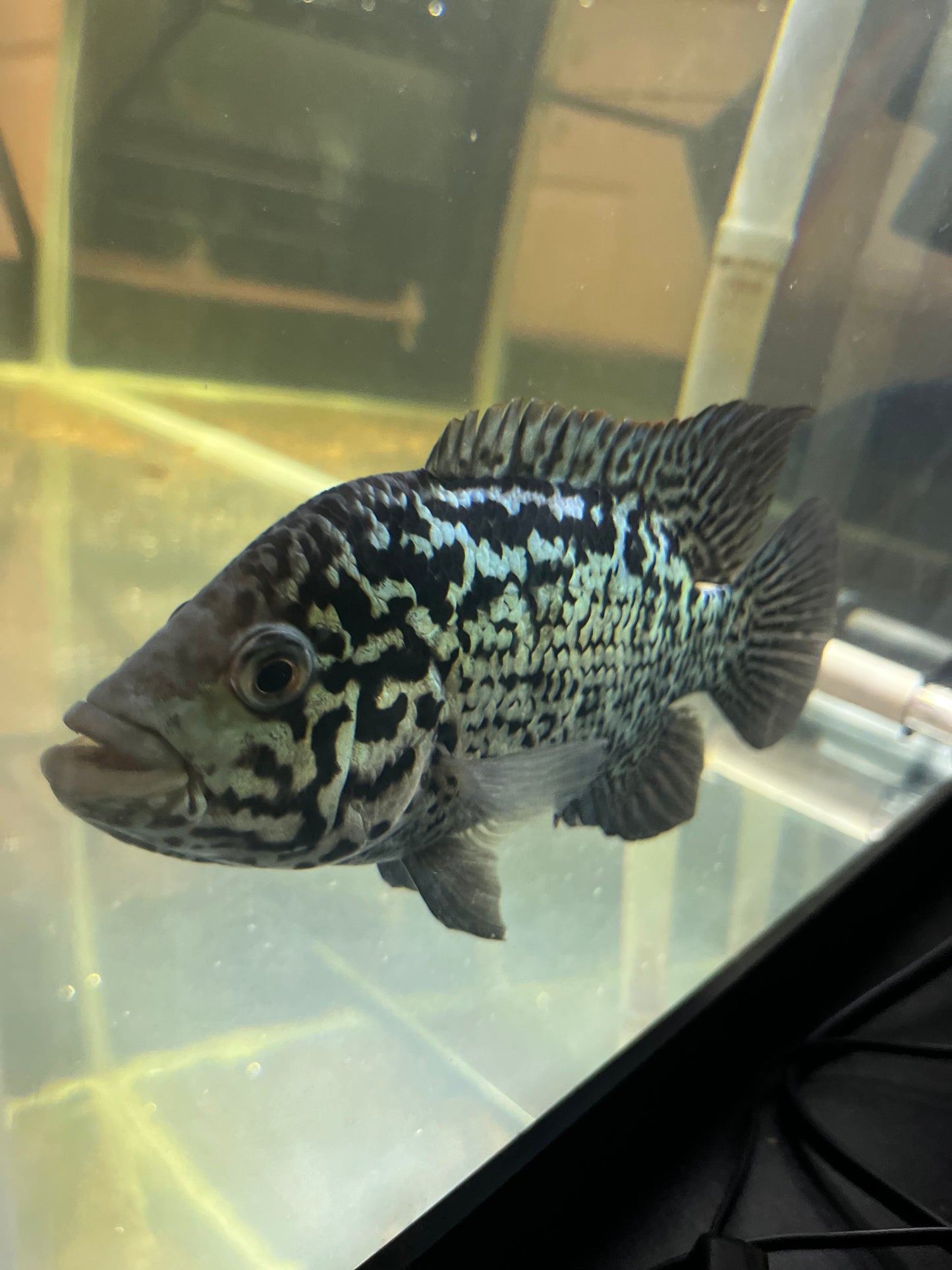 Cuban Cichlid