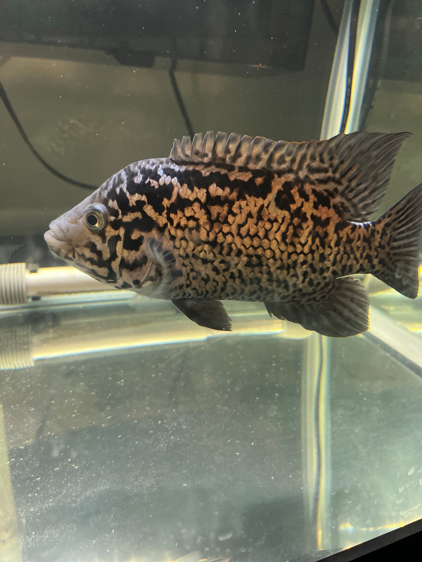 Cuban Cichlid