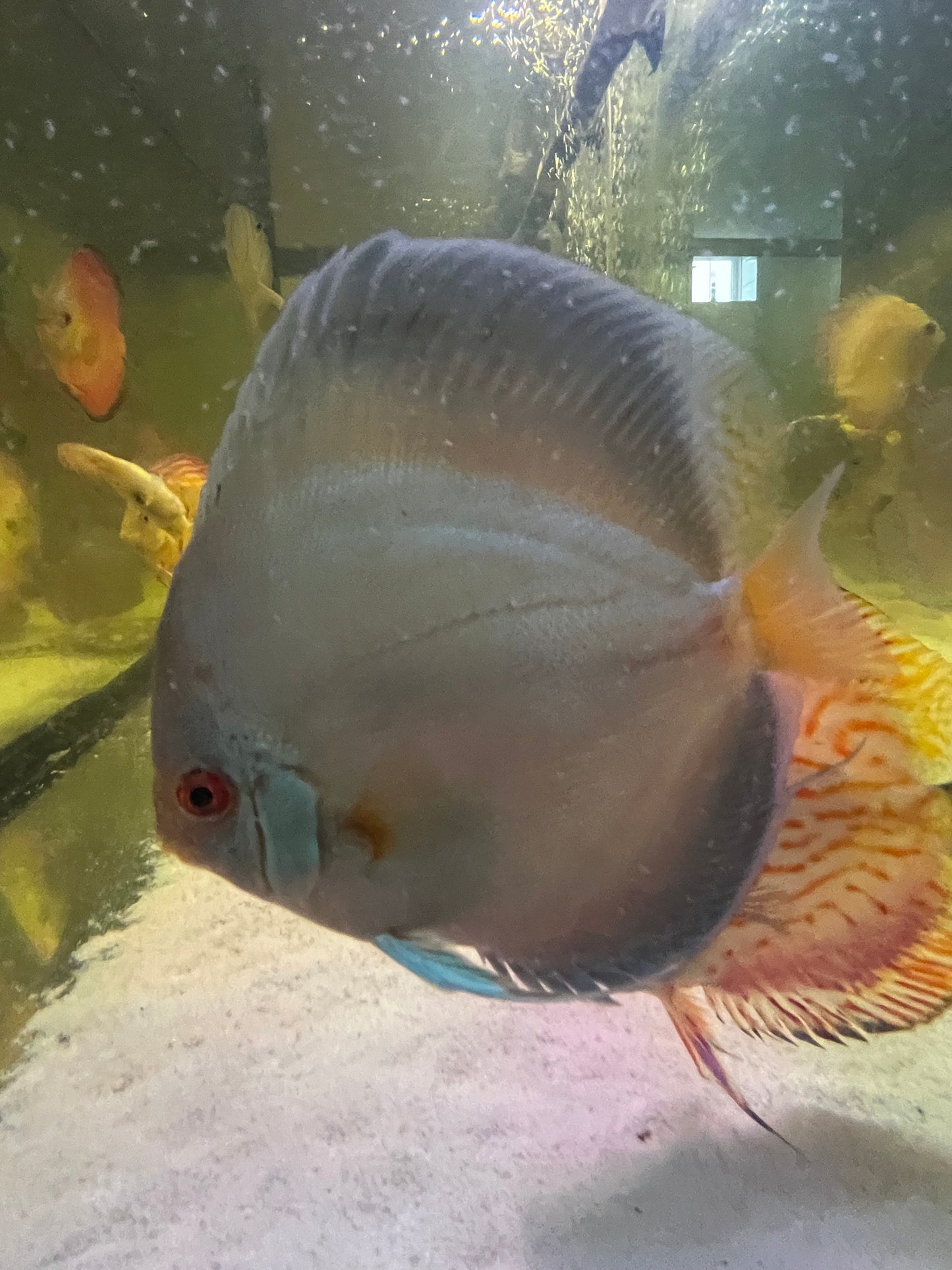 Discus Variety