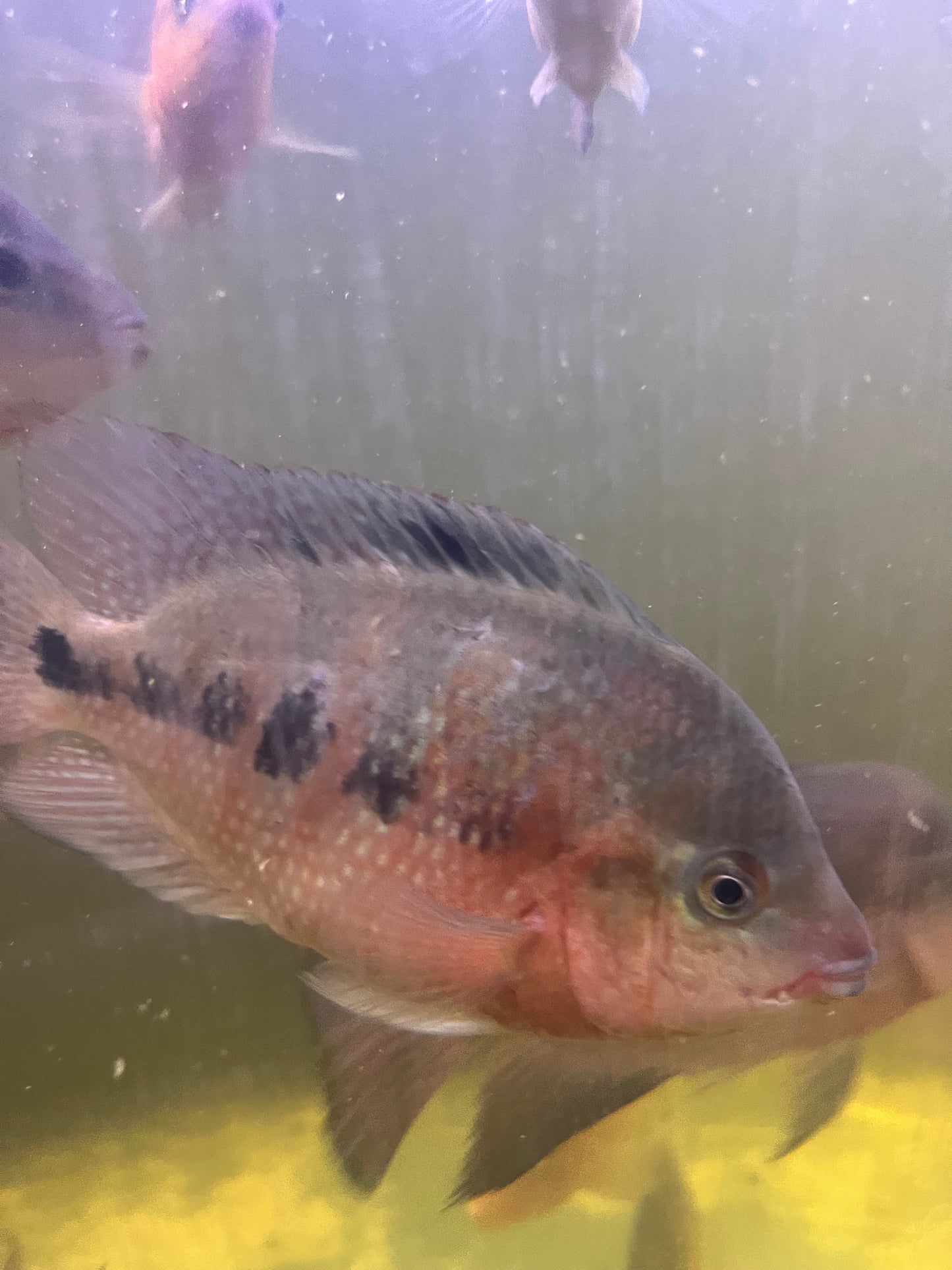 Super Red Monkey (SRM) Flowerhorn