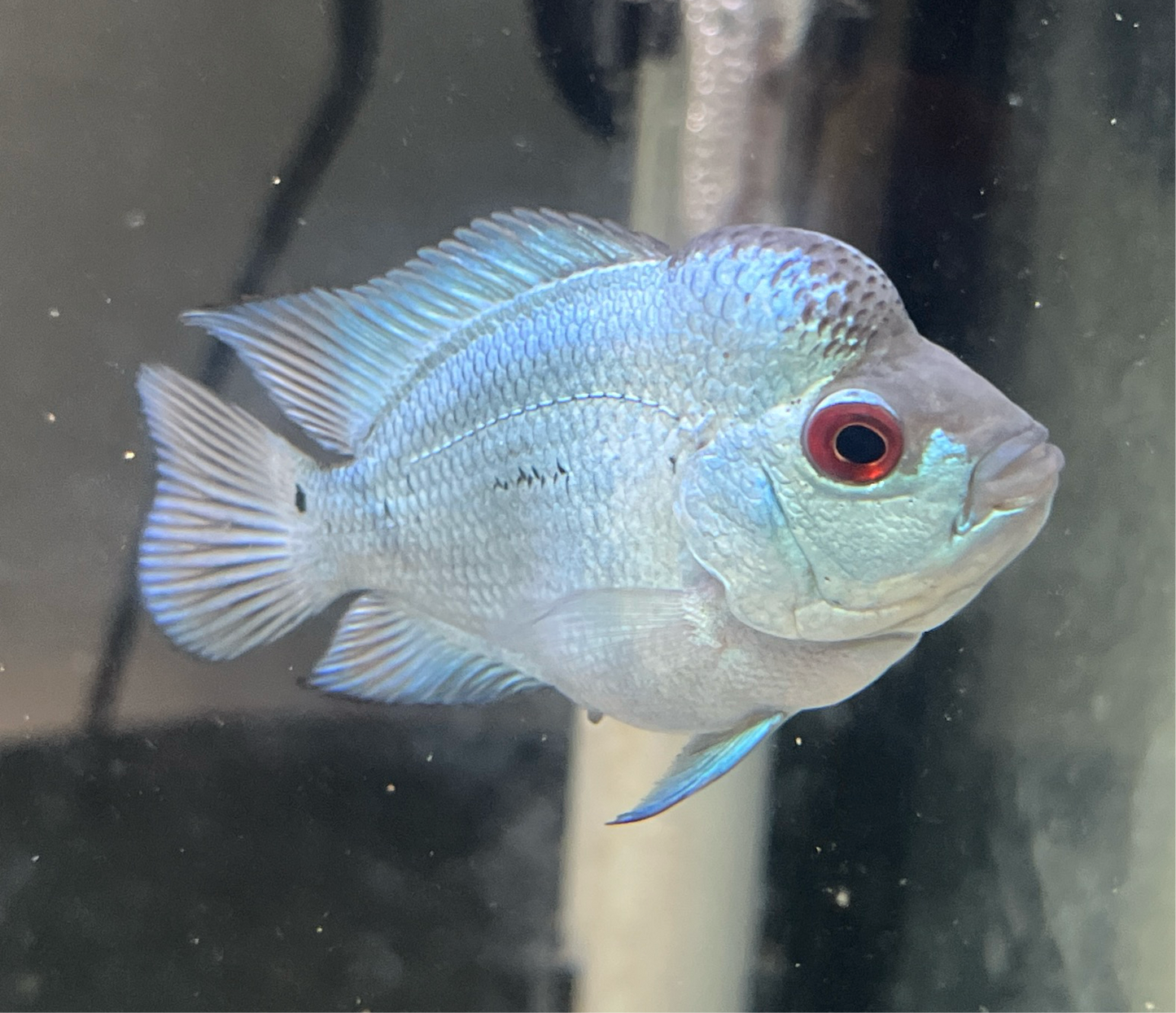 Thai Silk Flowerhorn