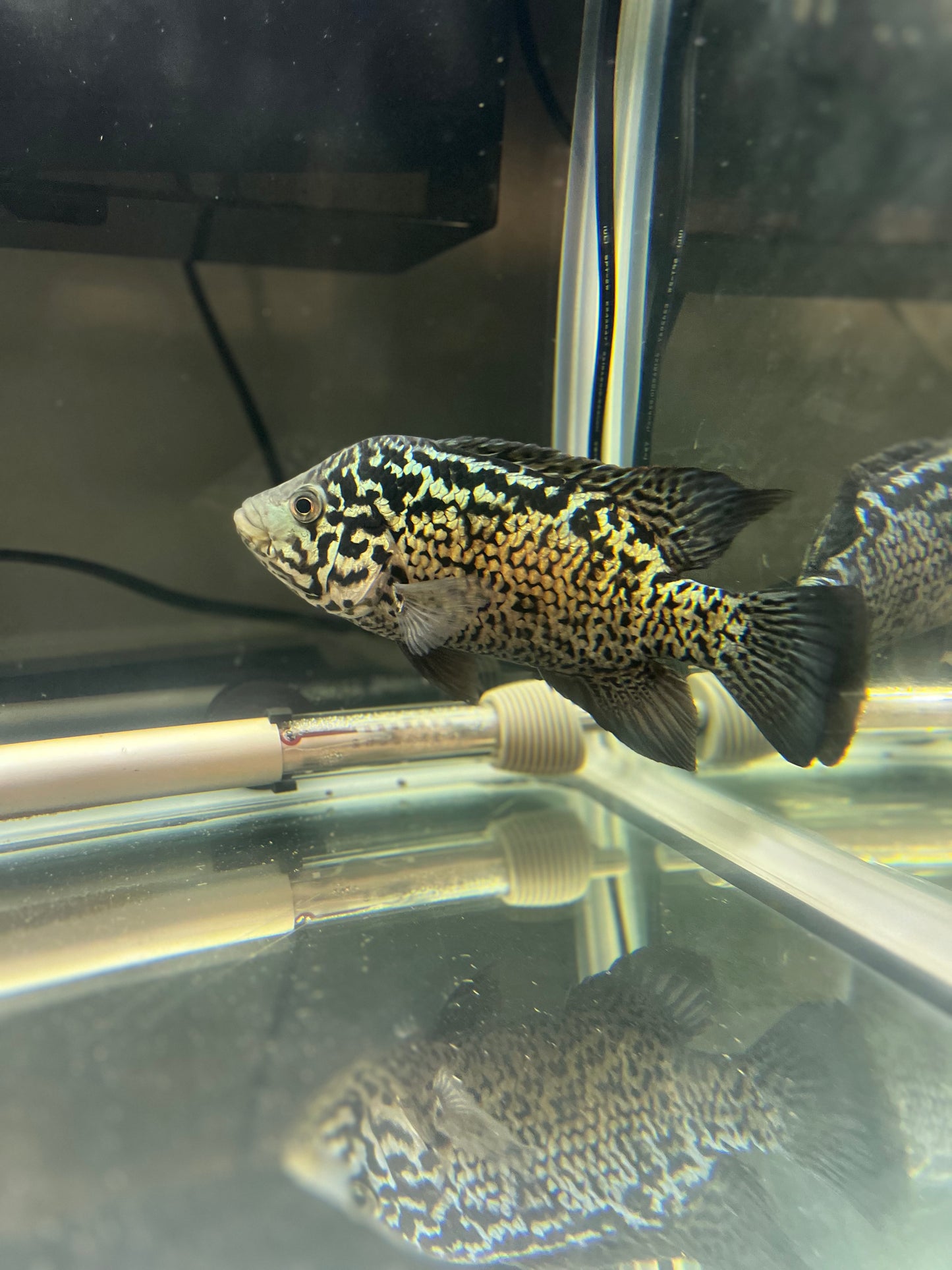 Cuban Cichlid