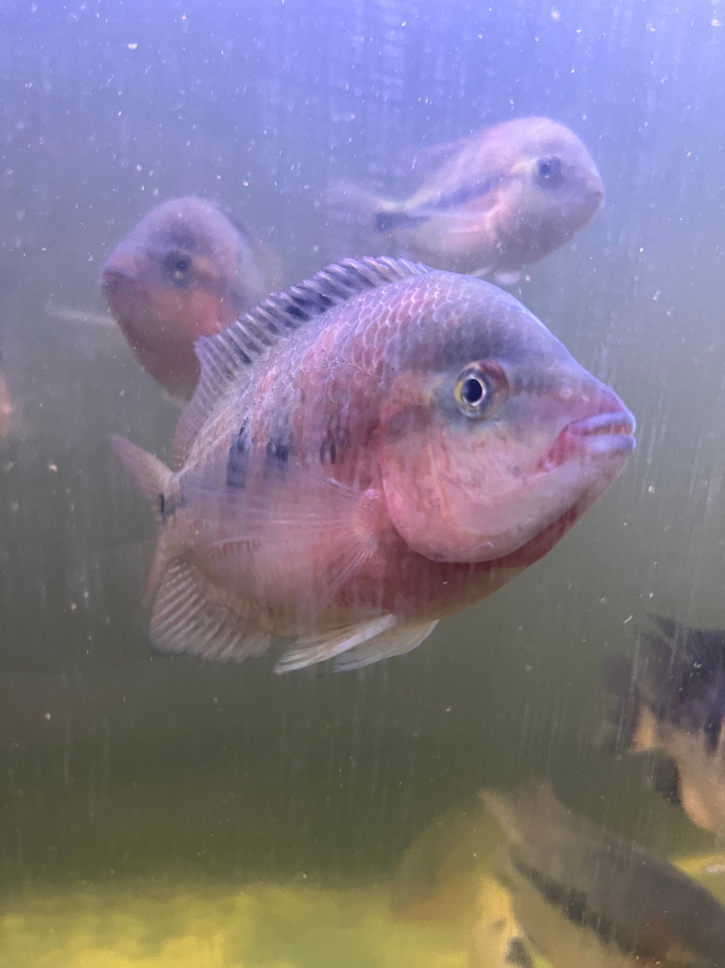 Super Red Monkey (SRM) Flowerhorn