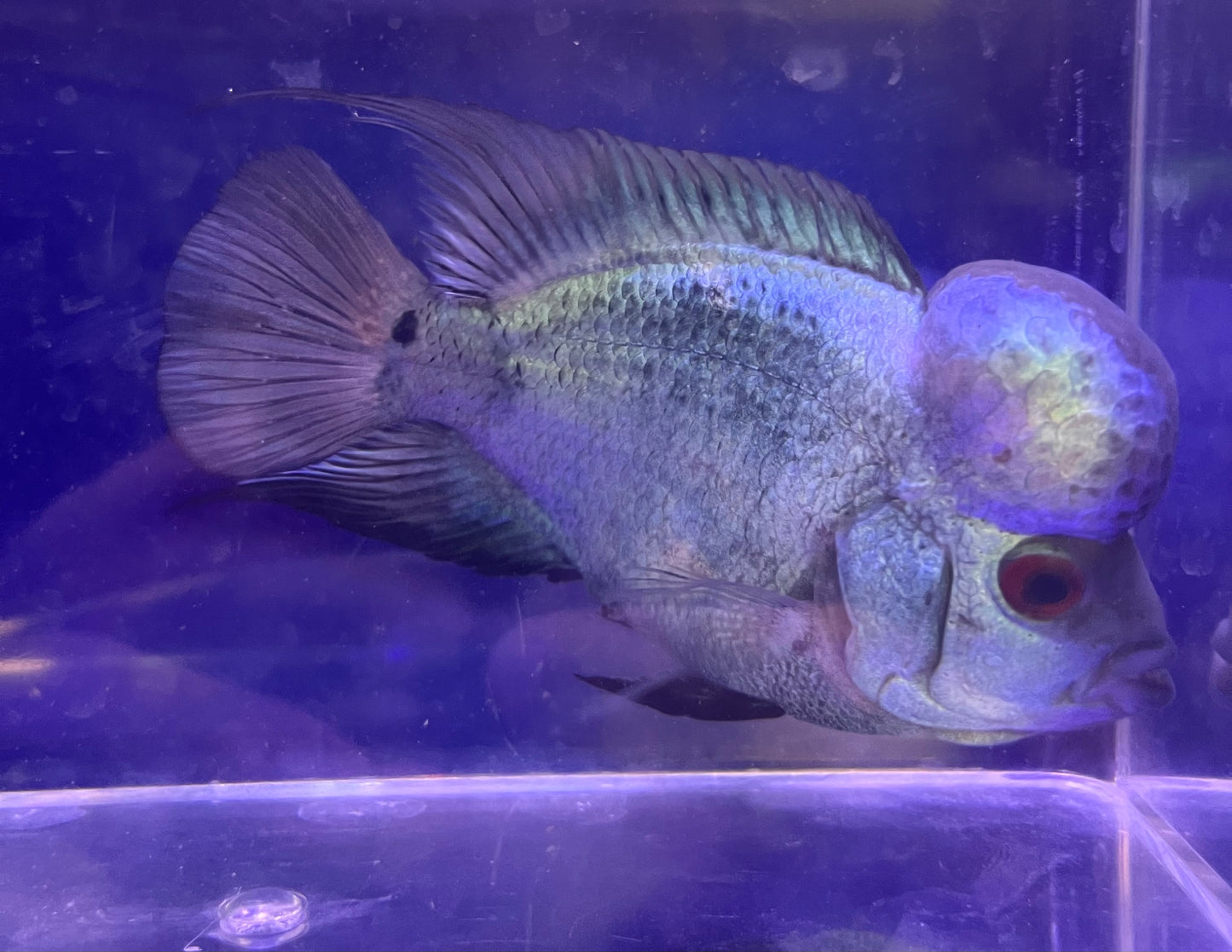 Thai Silk Flowerhorn