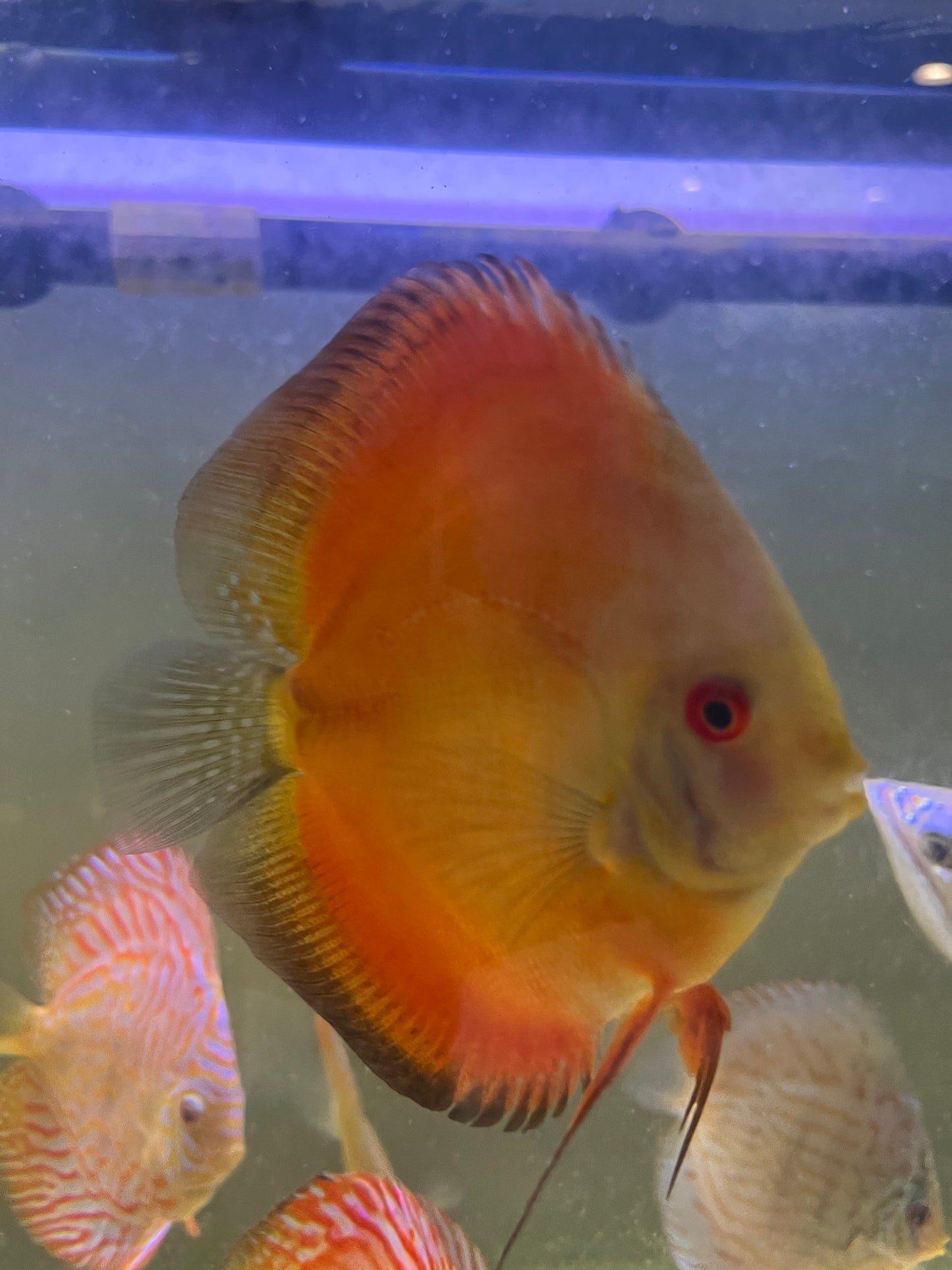 Discus Variety