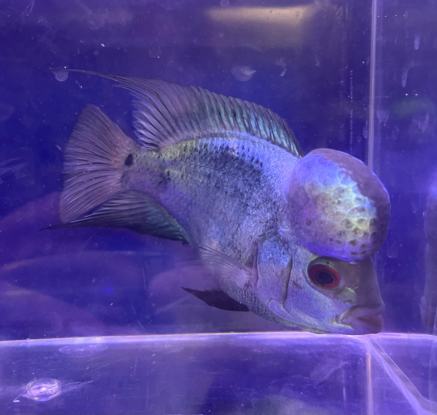 Thai Silk Flowerhorn