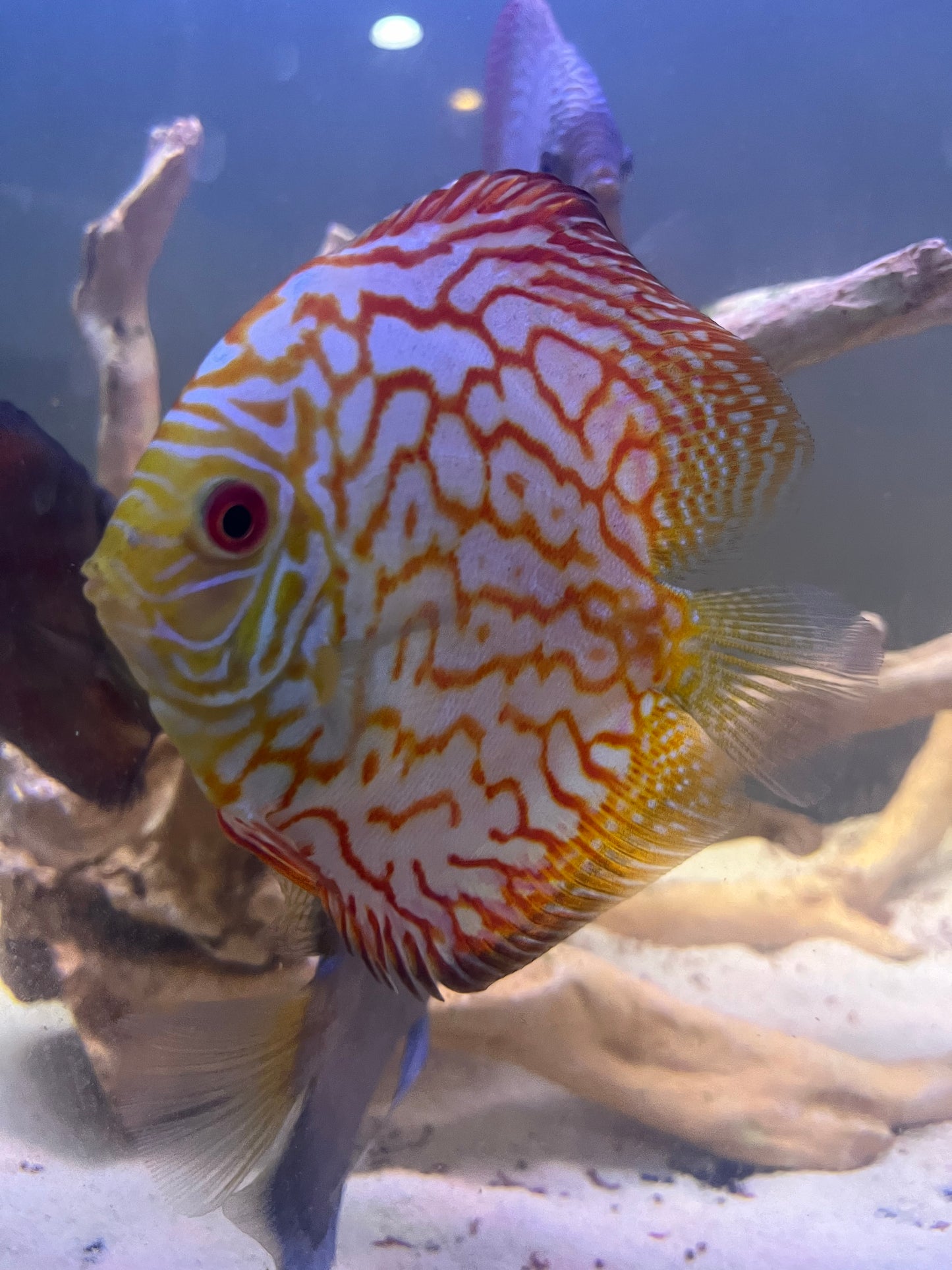 Discus Variety