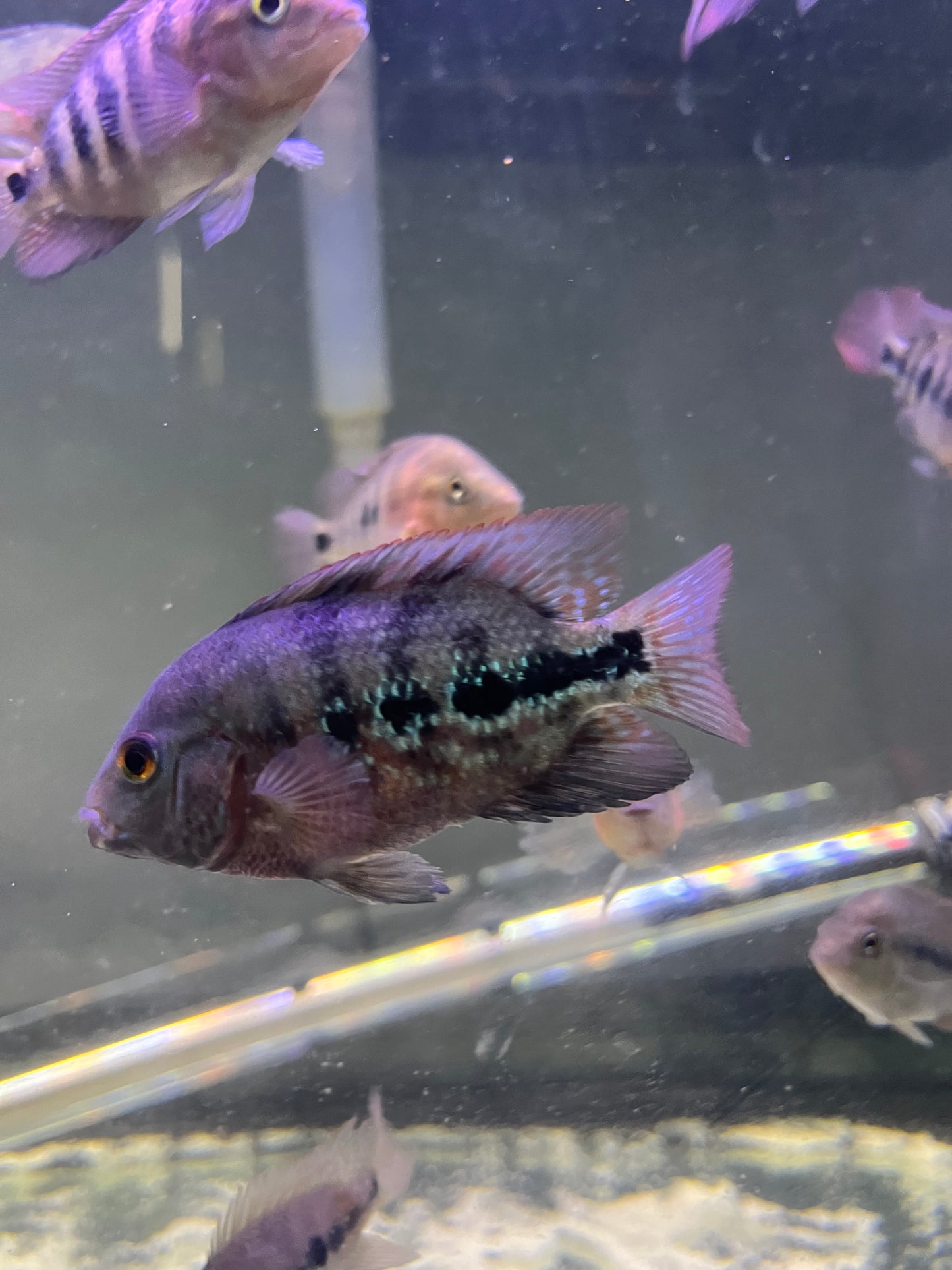 Super Red Monkey (SRM) Flowerhorn