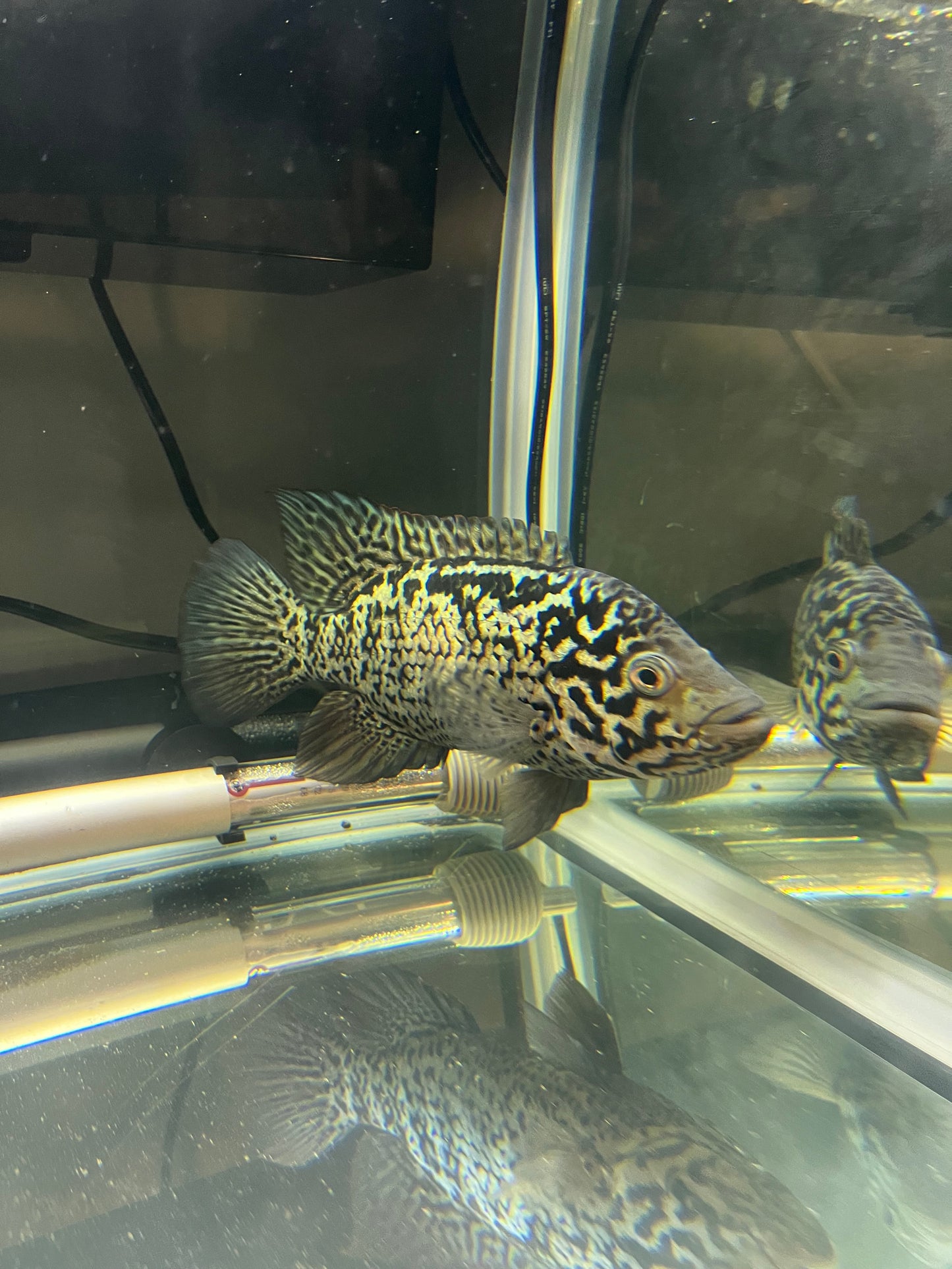 Cuban Cichlid