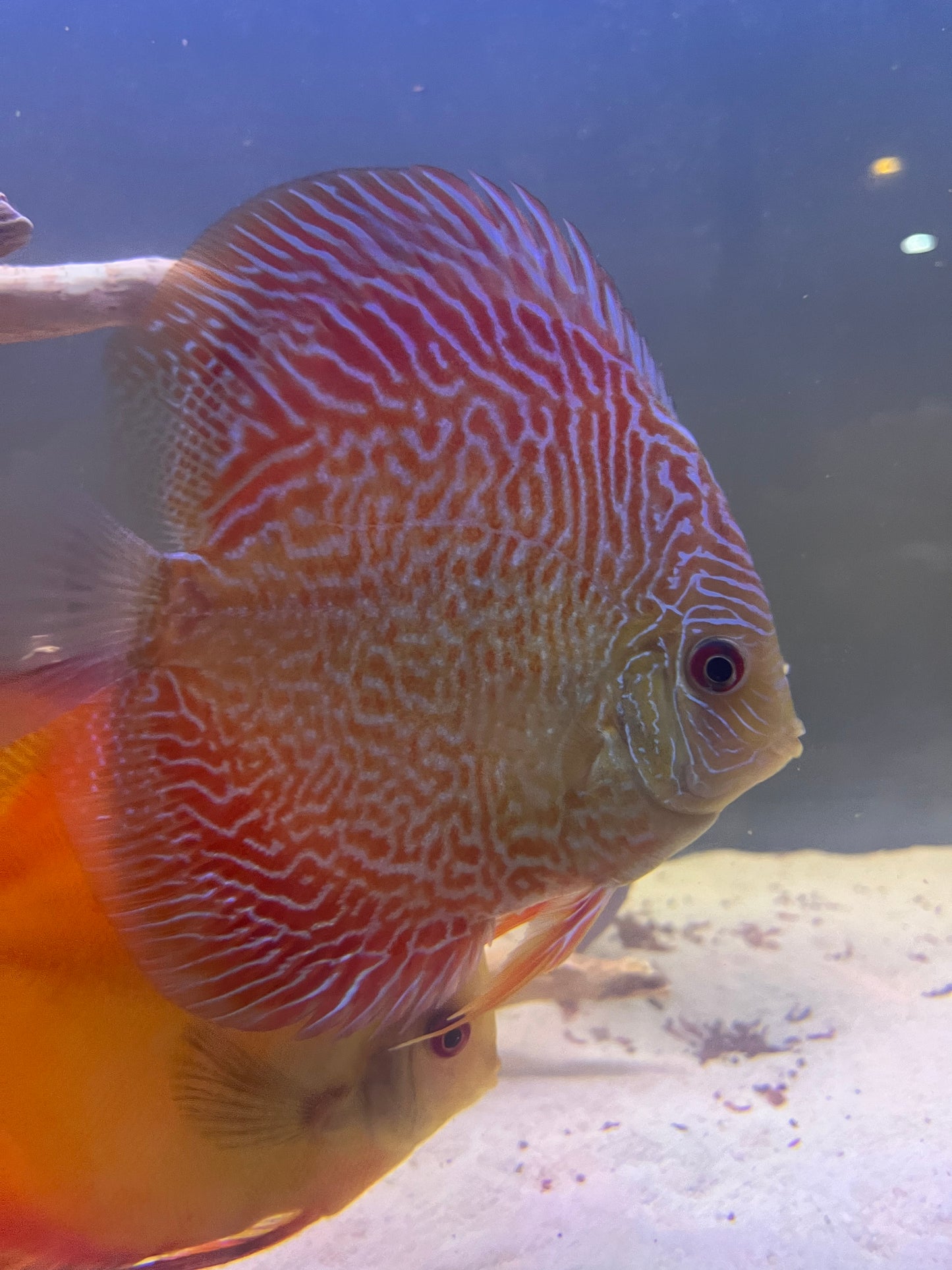 Discus Variety