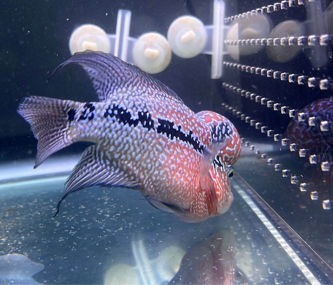 Super Red Dragon Flowerhorn