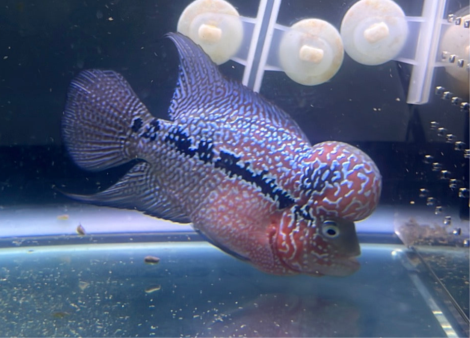 Super Red Dragon Flowerhorn