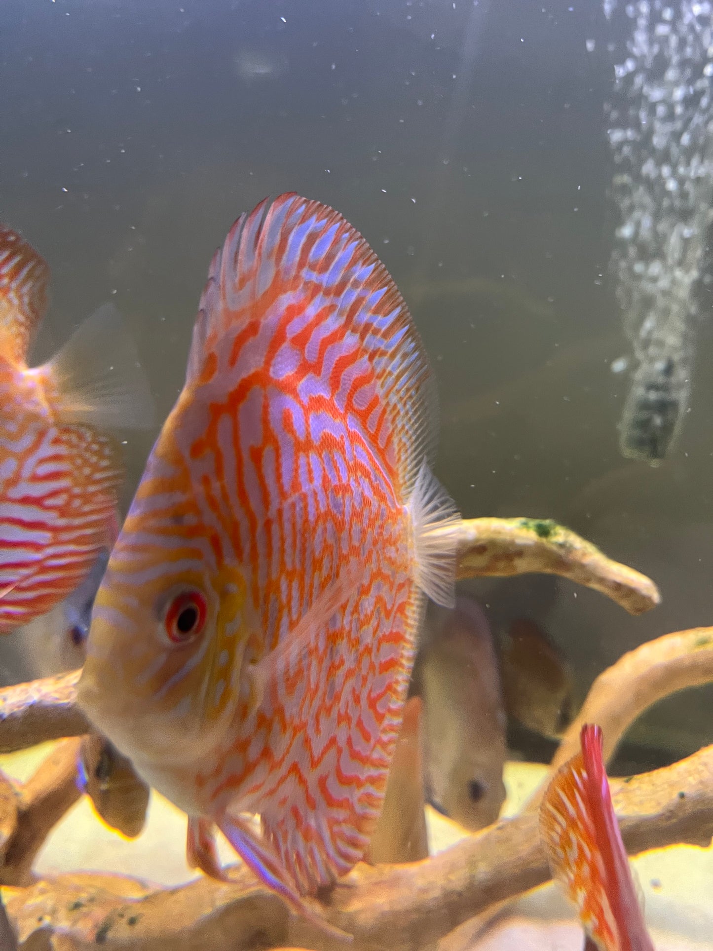 Discus Variety