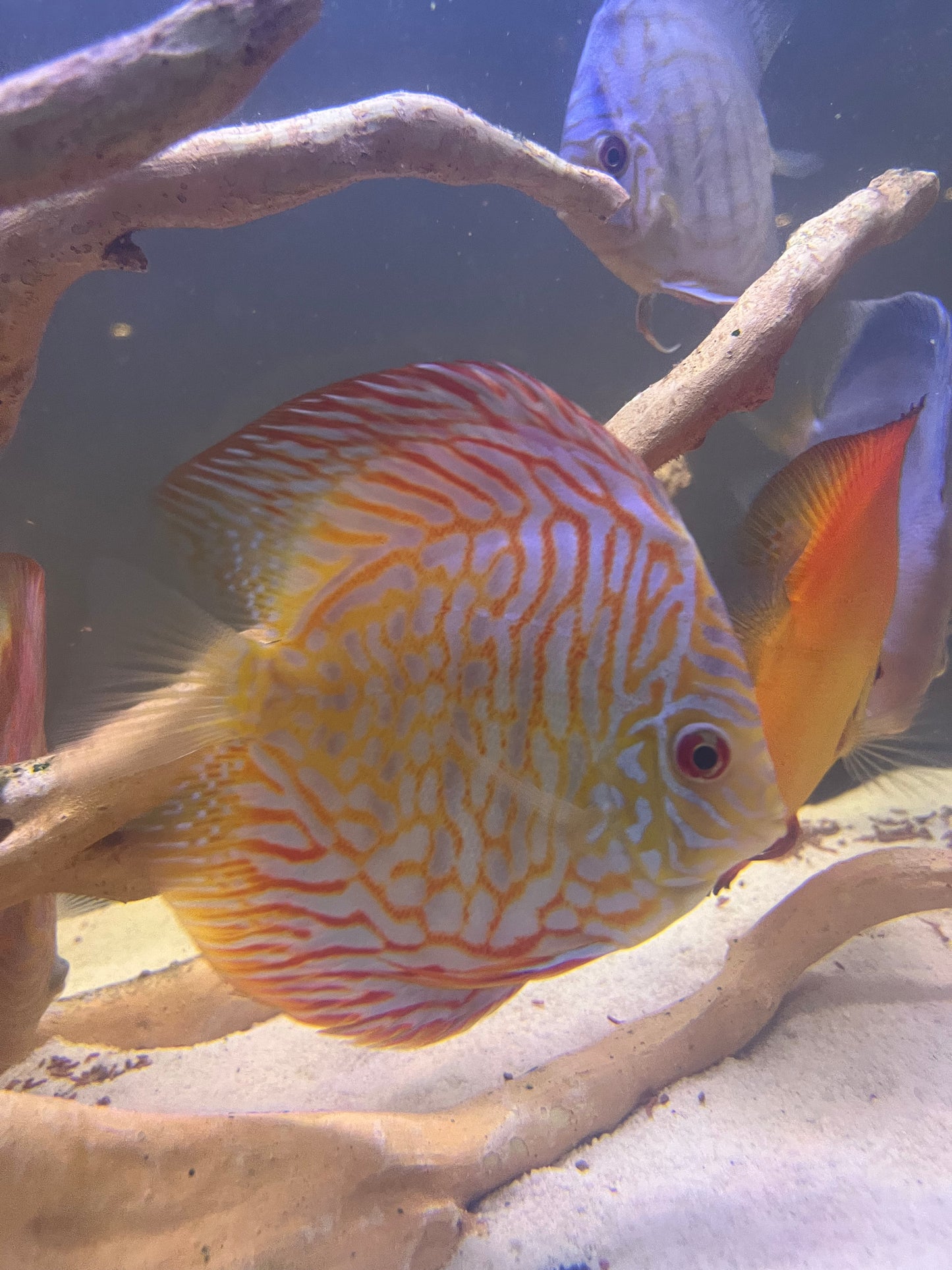 Discus Variety