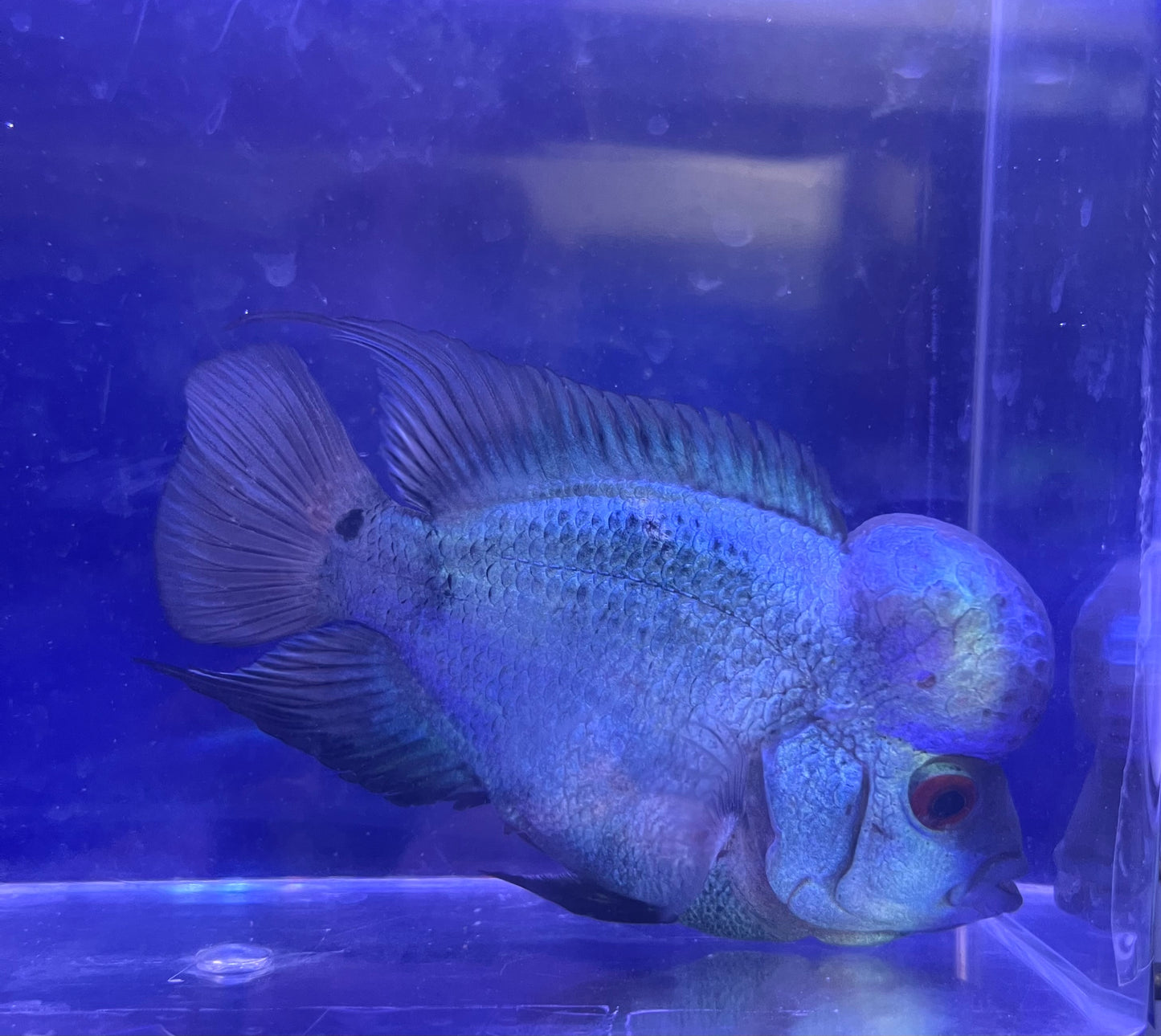 Thai Silk Flowerhorn