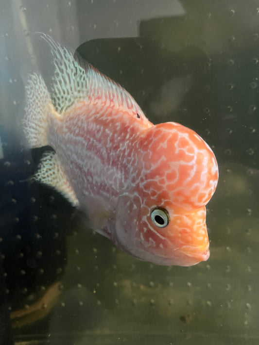 GB Flowerhorn