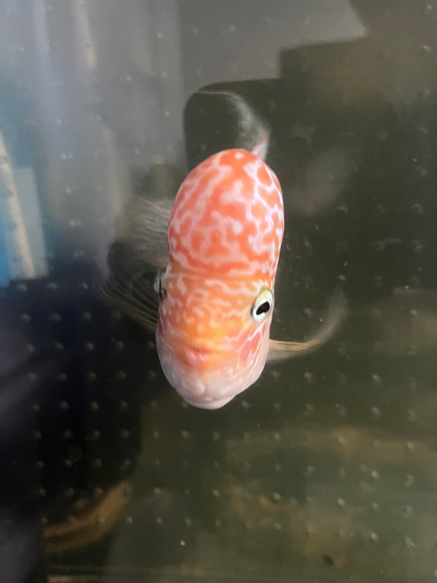 GB Flowerhorn