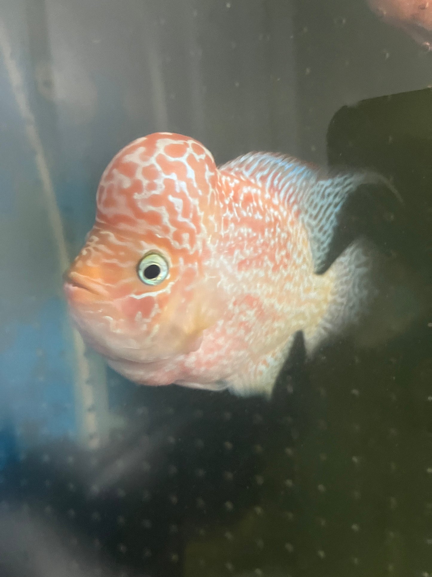 GB Flowerhorn